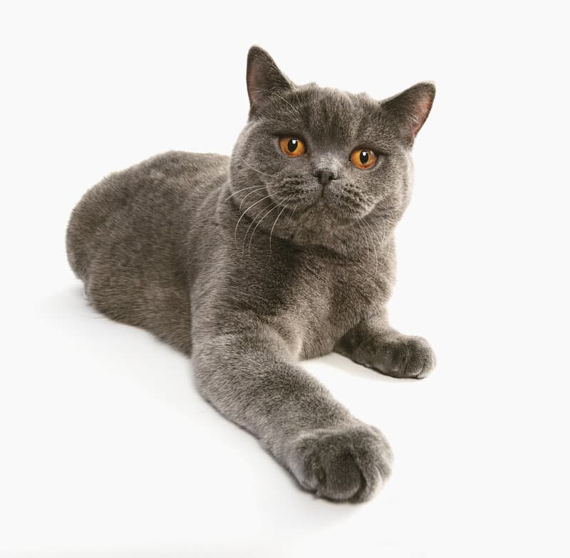 British Longhair