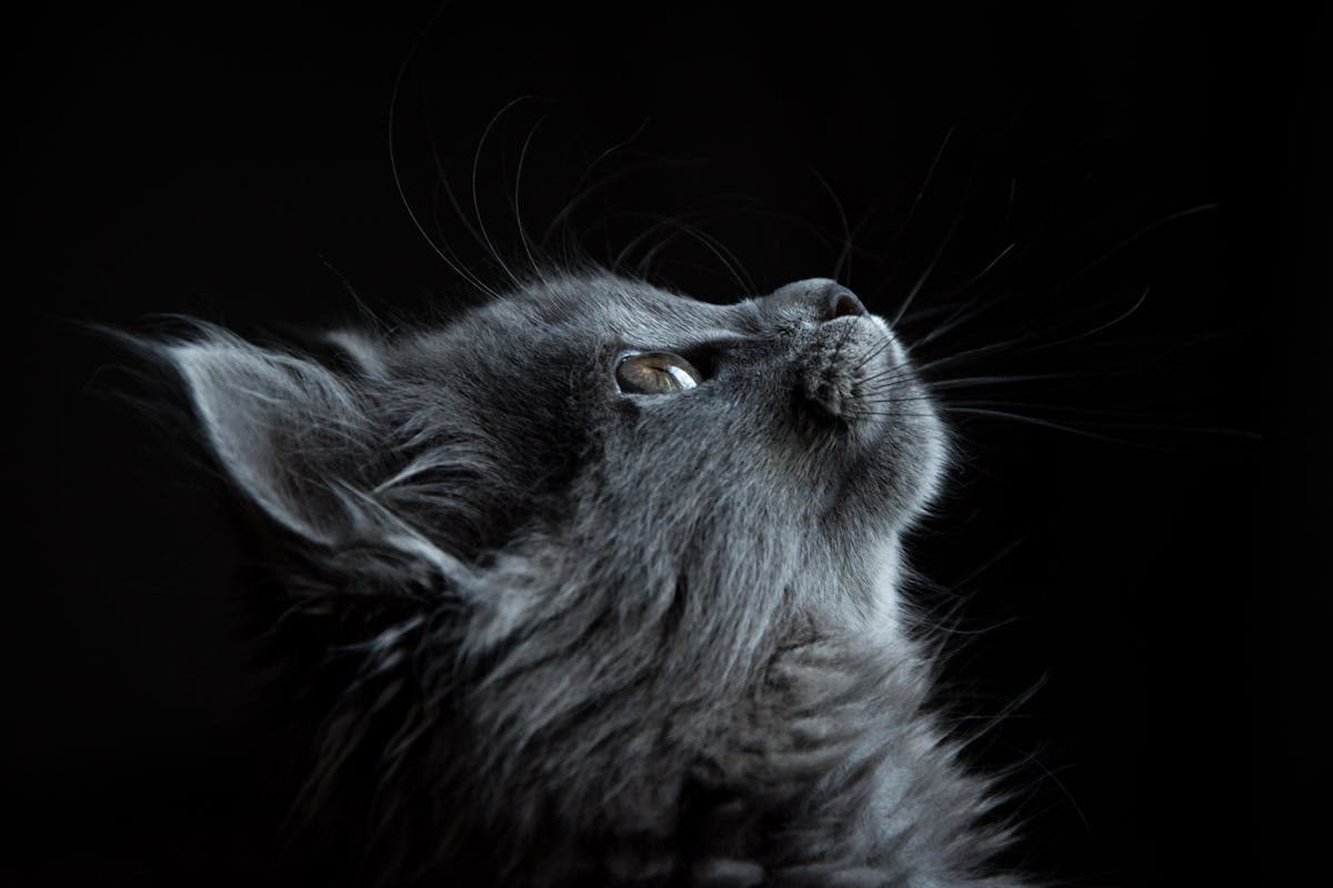 Maine Coon