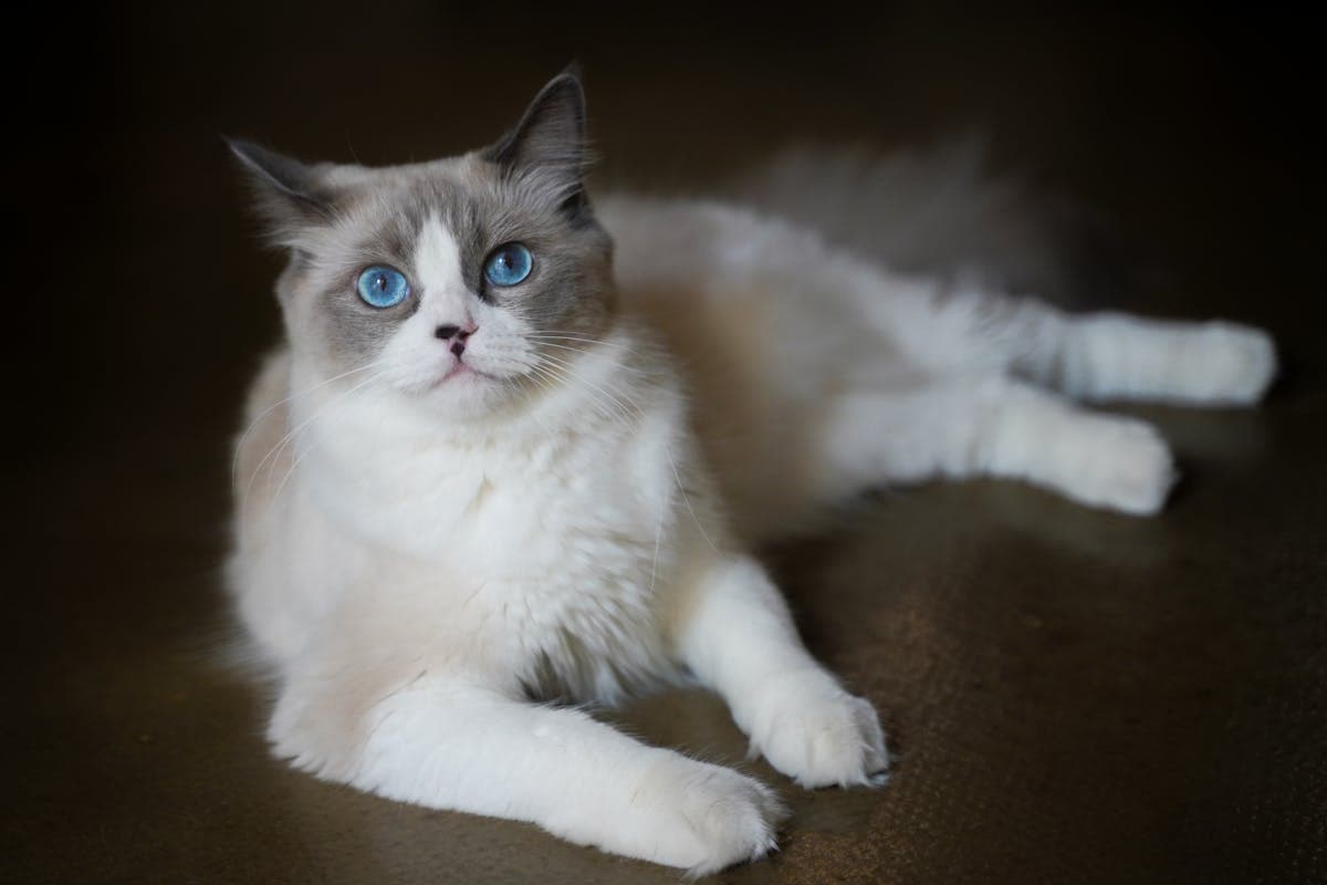 Ragdoll