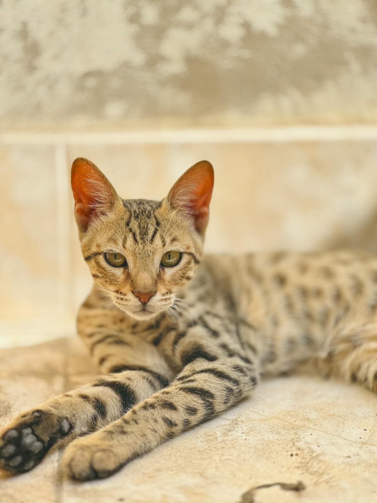 Savannah