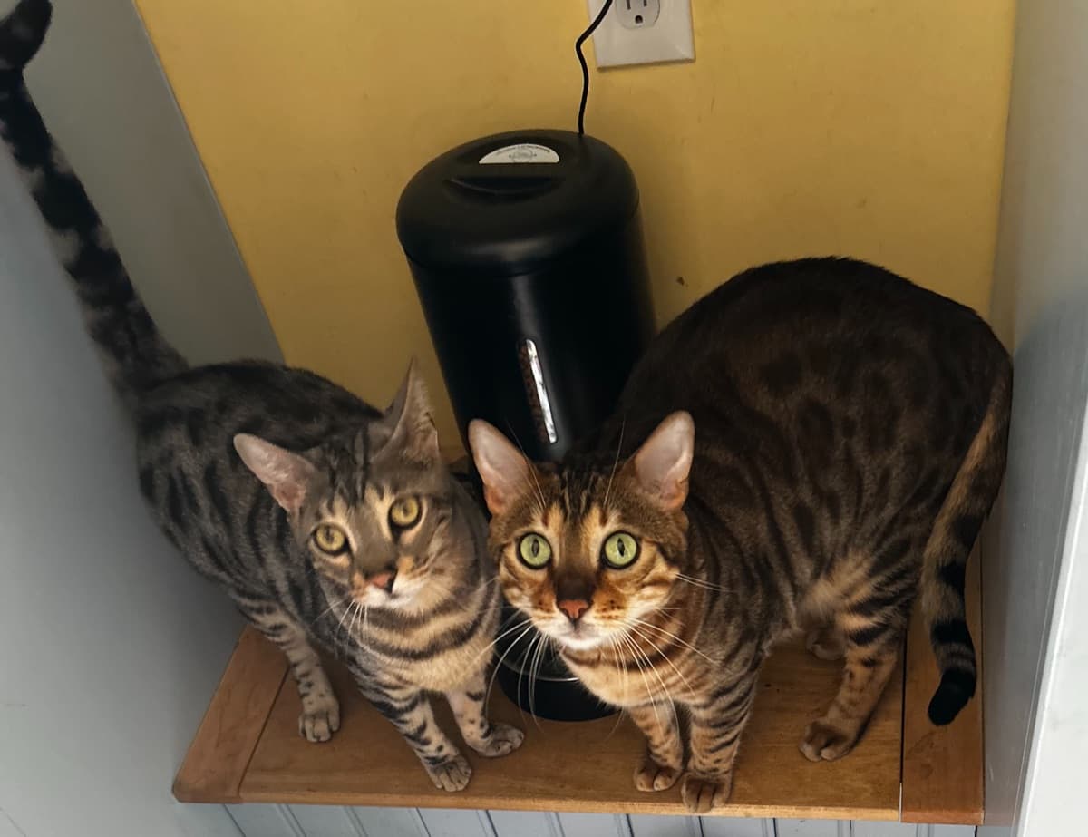 Sam and Beans — the cats who inspired GoodCattery