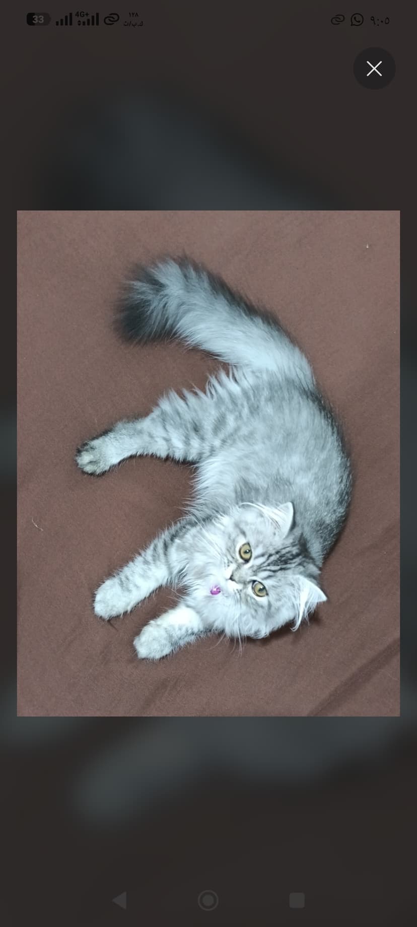 My beautiful silver tabby cat 🐱❤️