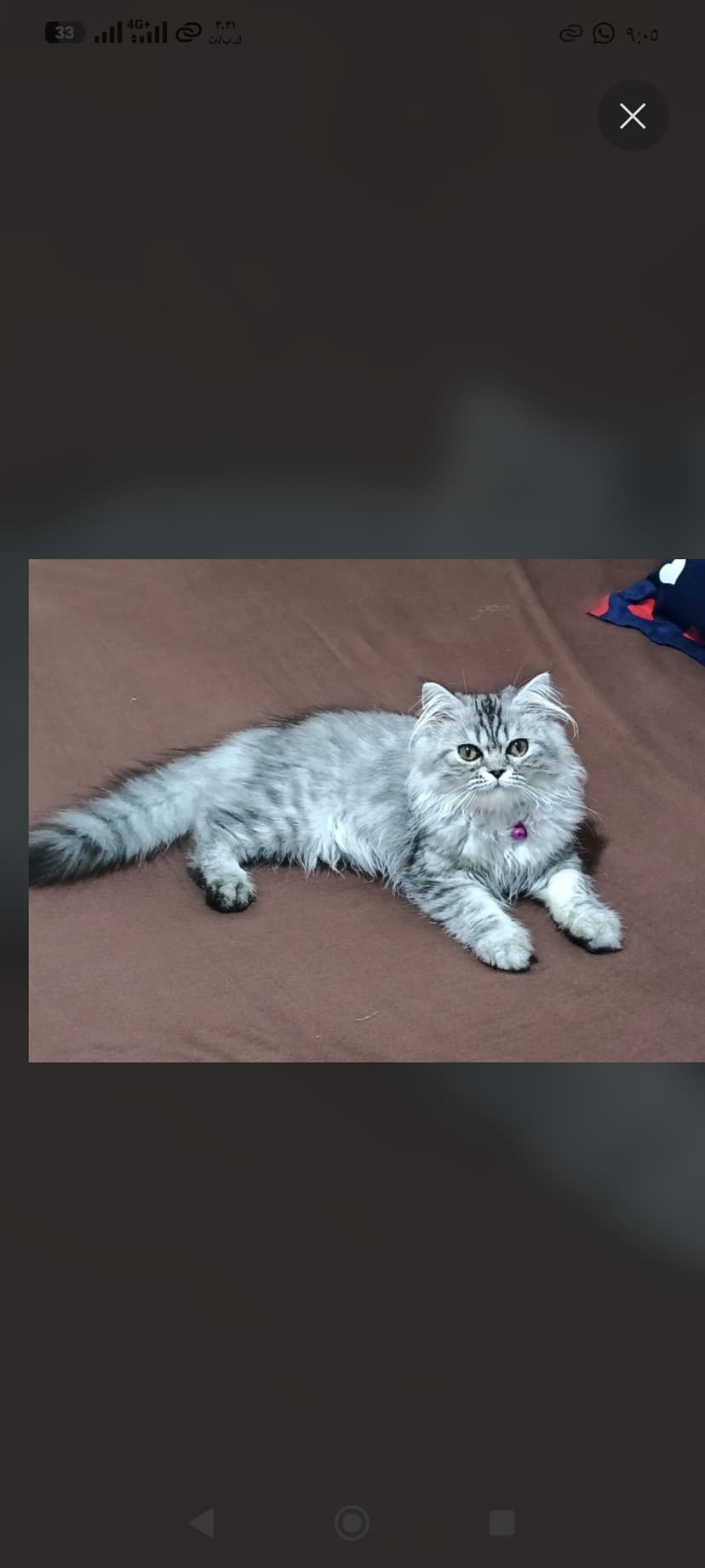 My beautiful silver tabby cat 🐱💕 So fluffy, adorable, and full of personality!