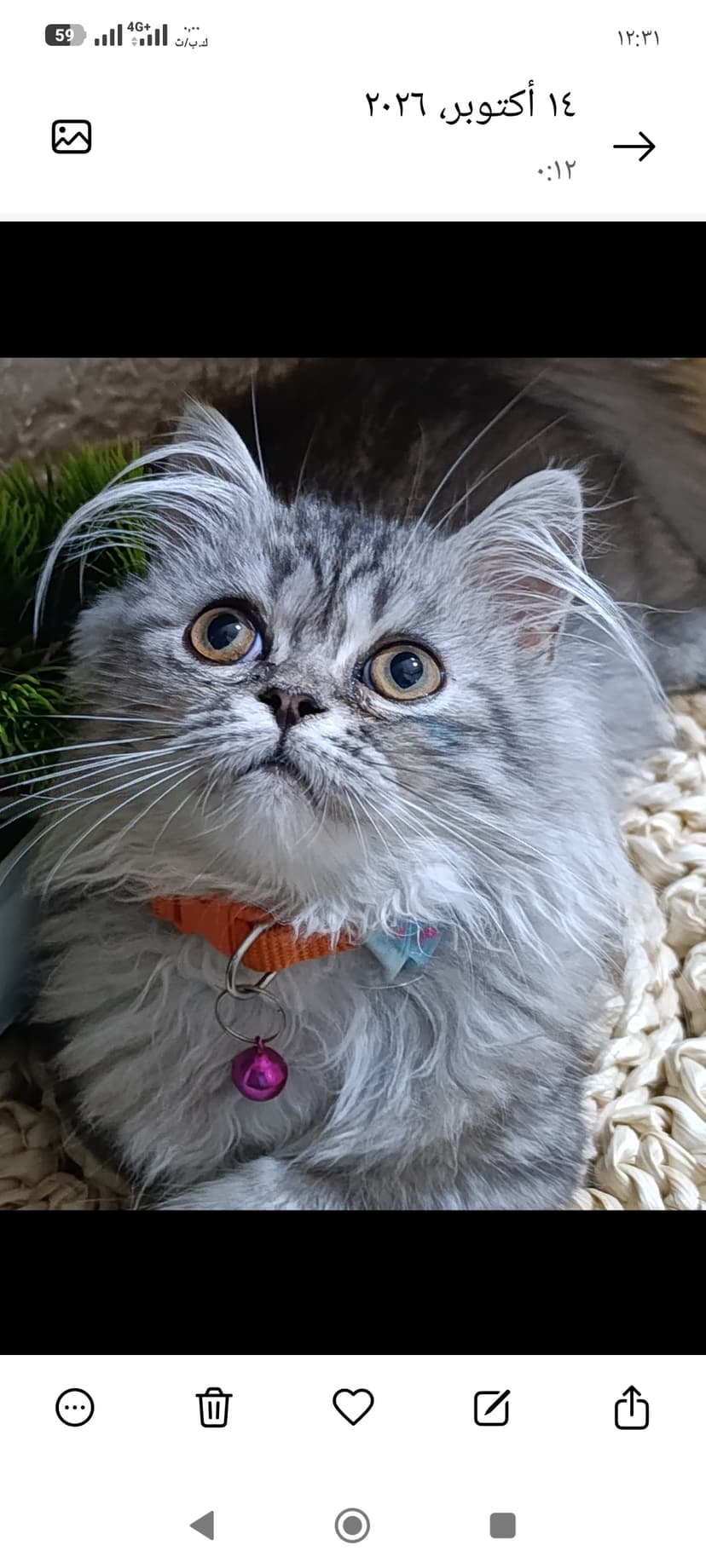 Meet my lovely silver beauty! 🐾✨ With her fluffy coat, sparkling eyes, and sweet little face, she makes every moment special. 💕🐱